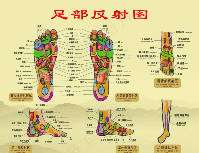 足部反射图图片(5906X4725(DPI:100))psd模版下载