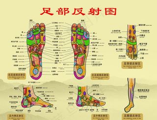 足部反射图图片