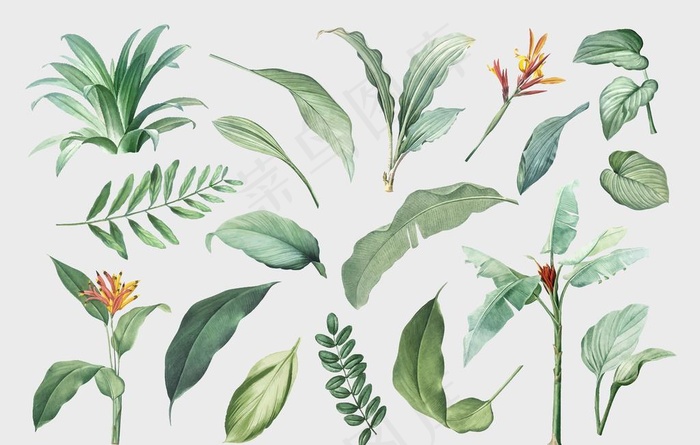 热带植物 手绘  清新 叶子图片