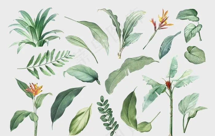 热带植物 手绘  清新 叶子图片eps,ai矢量模版下载