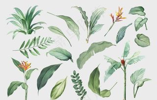 热带植物 手绘  清新 叶子图片