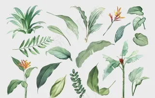 热带植物 手绘  清新 叶子图片