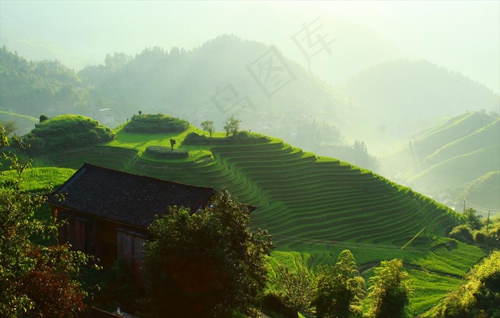 绿色的茶山图片