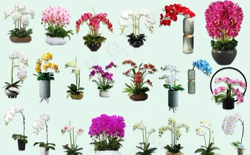 蝴蝶兰花瓶图片 蝴蝶兰花瓶图片