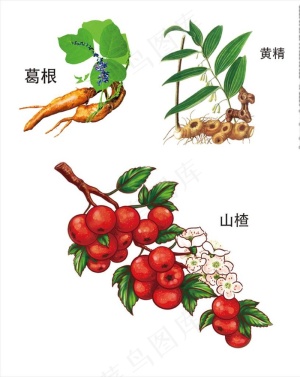 中草药手绘图片