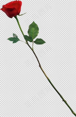玫瑰图片