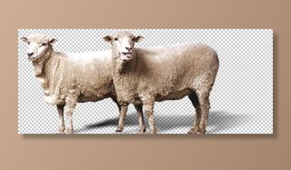 羊 羊养殖 羔羊 羊毛 牧场图片