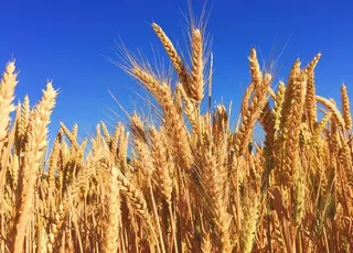 小麦图片