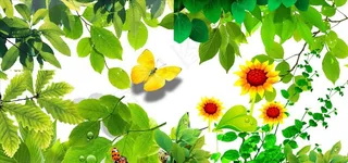 绿色 树叶 春天素材图片