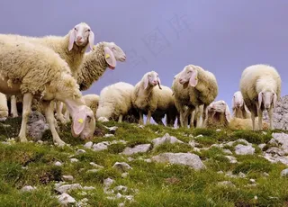 羊群图片