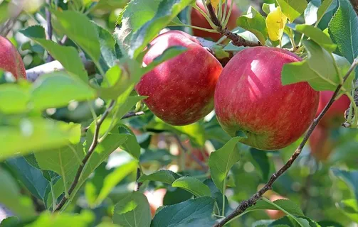 苹果图片 苹果图片
