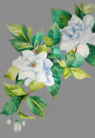 水彩茉莉花图片