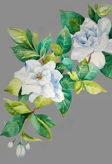 水彩茉莉花图片 水彩茉莉花图片