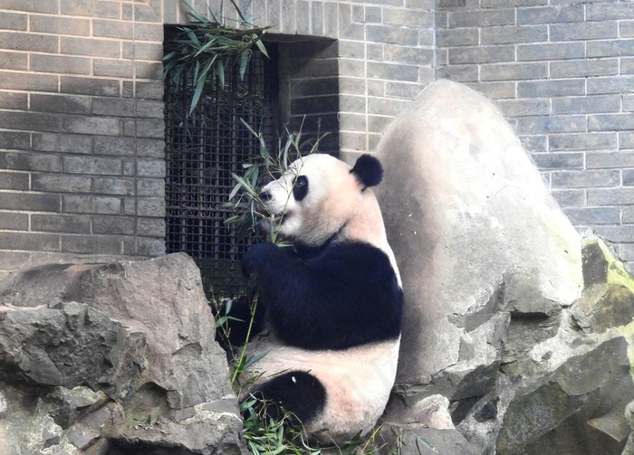 熊猫图片