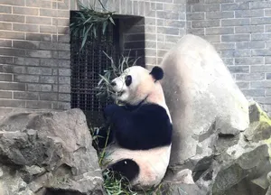 熊猫图片