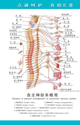 自主神经系概观图片psd模版下载