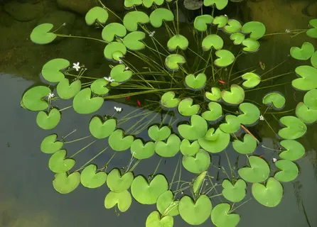 荇菜图片 荇菜图片