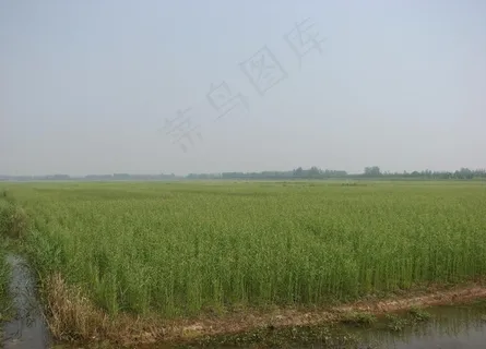 杞柳图片 杞柳图片