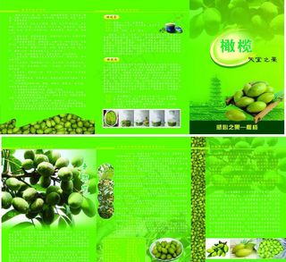 青橄榄画册图片