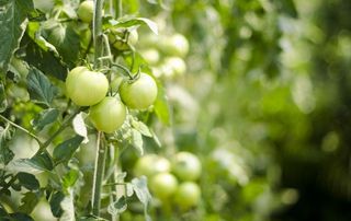 蔬菜海报 精品蔬菜 有机蔬菜图片