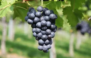 葡萄图片