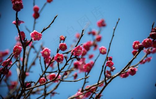 红梅图片 红梅图片