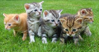 猫图片