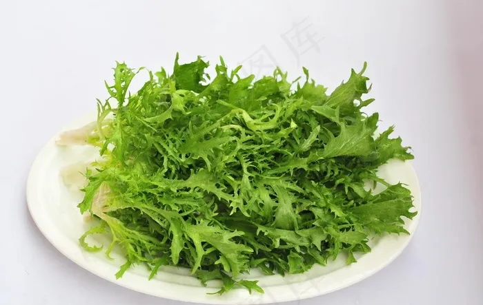 苦苣图片