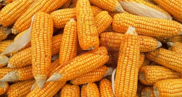 玉米棒图片 玉米棒图片