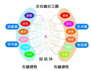 左右脑分工图图片