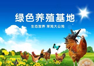 生态养鸡图片