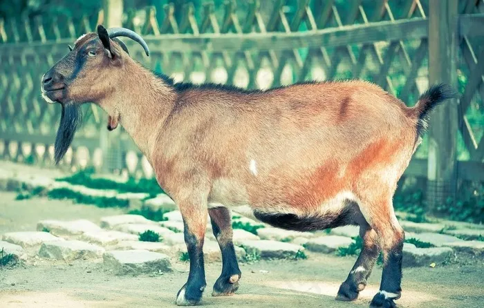 山羊图片