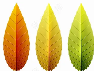 秋天的树叶图片