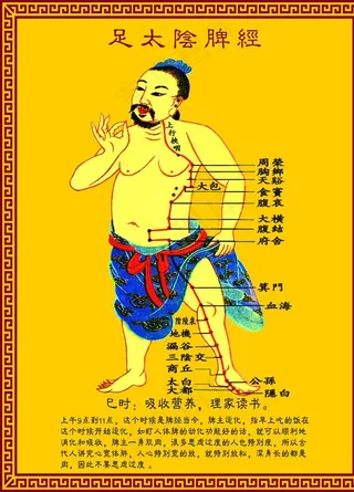 足太阴脾经图片