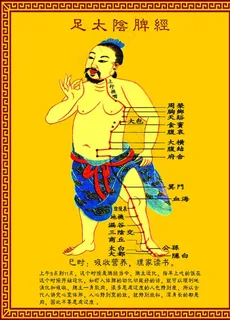 足太阴脾经图片 足太阴脾经图片