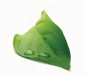 露珠绿叶子图片