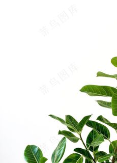 叶子图片