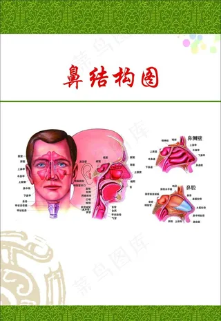 鼻子结构图片
