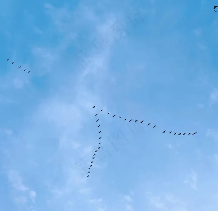 大雁南飞图片