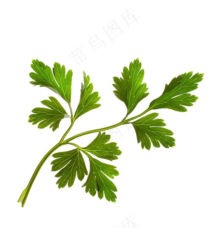 艾草免扣素材图片