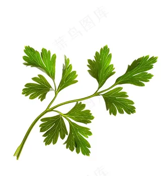 艾草免扣素材图片