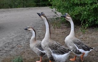 家鹅图片