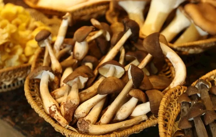 鸡枞菌图片