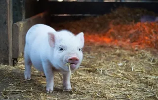 猪图片