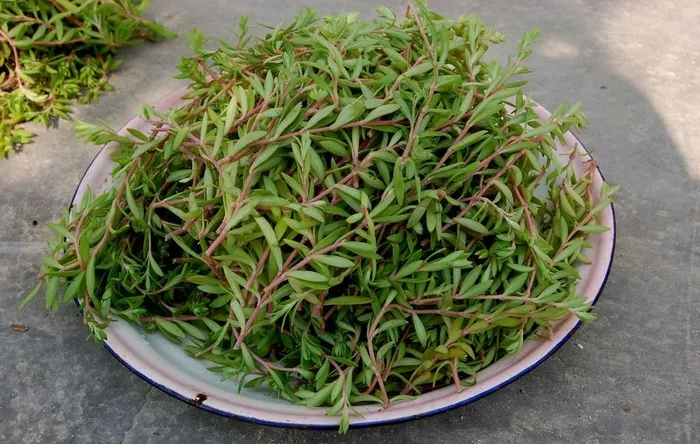 马齿苋图片