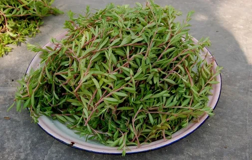 马齿苋图片 马齿苋图片