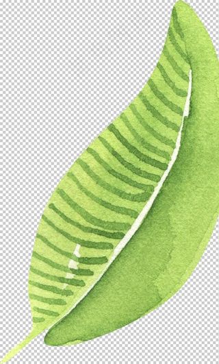 手绘绿色叶子枝叶图片