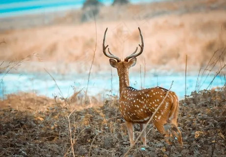 梅花鹿图片 梅花鹿图片