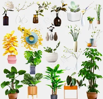 花盆栽图片 花盆栽图片