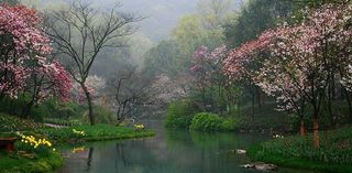 春到桃花开（摄影图JPG)图片